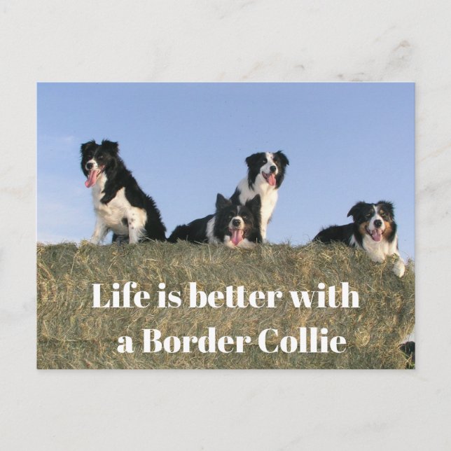 Liebliche Hunde Postkarte (Vorderseite)