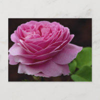 Liebliche Hybrid Tea Rose 'Heirloom'