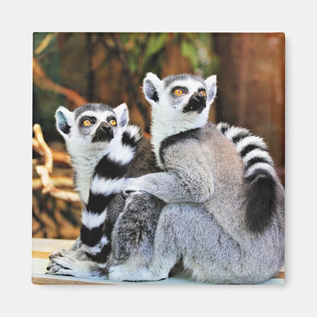 Liebliche Lemurs Magnet (Vorne)
