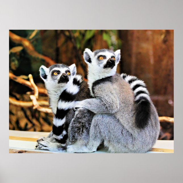 Liebliche Lemurs Poster (Vorne)