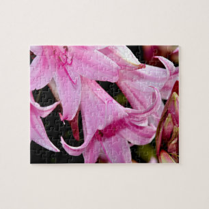 Liebliche rosa Lilien