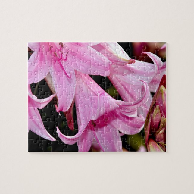 Liebliche rosa Lilien (Horizontal)