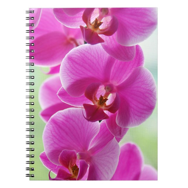 Liebliche rosa Orchids Notizblock (Vorderseite)