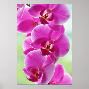 Liebliche rosa Orchids Poster