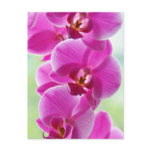Liebliche rosa Orchids