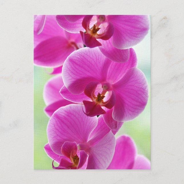 Liebliche rosa Orchids Postkarte (Vorderseite)