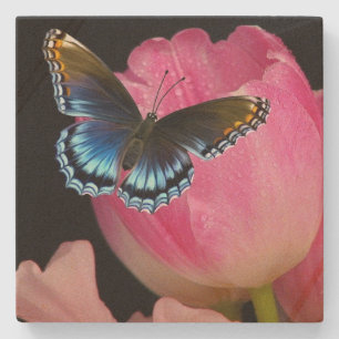 Liebliche Schmetterling und Blume Sandstone Unters Steinuntersetzer