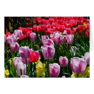 Liebliche Tulips und Daffodils!