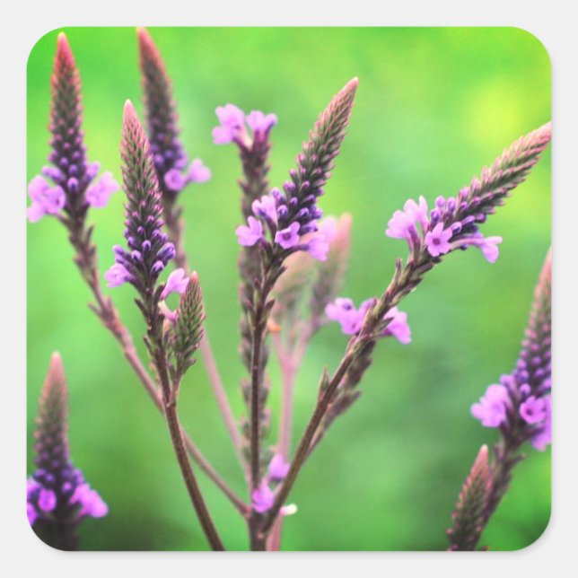 Liebliche Vervain Wildblume Floral Quadratischer Aufkleber (Vorderseite)