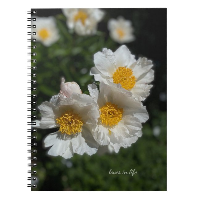 Liebliche weiße Peonies Notizblock (Vorderseite)