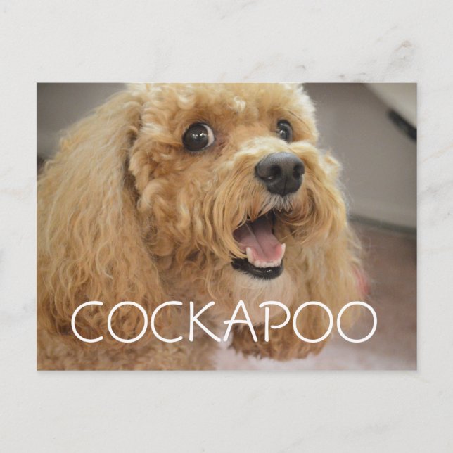 Lieblicher Cockapoo Hund lächeln Postkarte (Vorderseite)