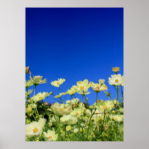 Lieblicher gelber Kosmos Clear Blue Sky Blume Fiel