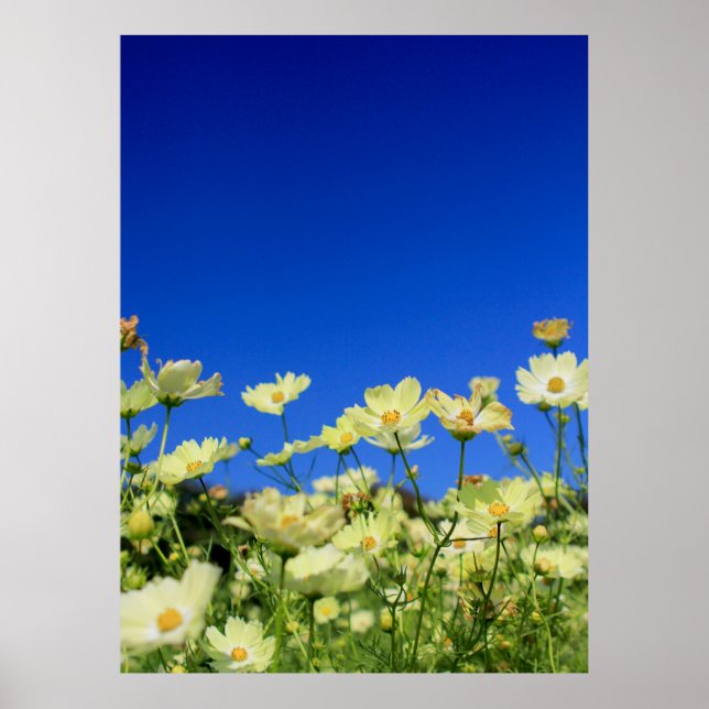 Lieblicher gelber Kosmos Clear Blue Sky Blume Fiel Poster (Vorne)