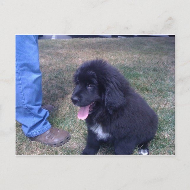 Lieblicher Newfie-Welpe (Neufundland-Hunderasse) Postkarte (Vorderseite)