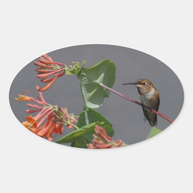 Lieblicher Oval-Sticker für Hummingbird Ovaler Aufkleber (Vorderseite)