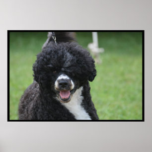Lieblicher portugiesischer Wasserhund Poster