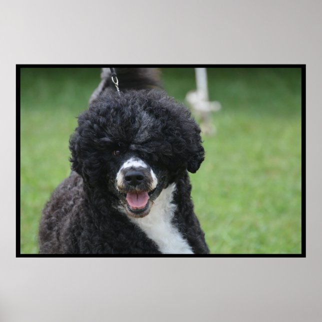 Lieblicher portugiesischer Wasserhund Poster (Vorne)
