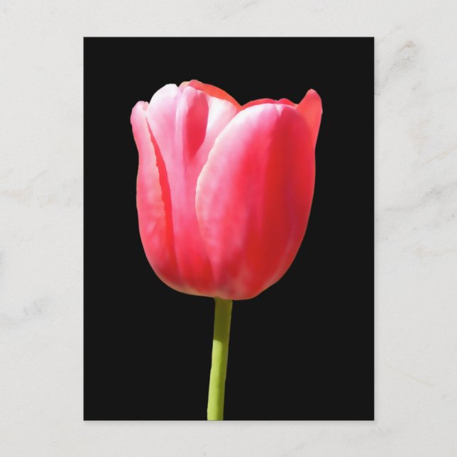 Lieblicher Single Tulip Bloom Postkarte (Vorderseite)