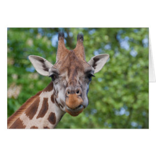 Liebliches Giraffe-Portrait