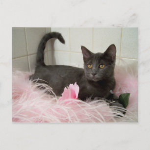 Liebling Arys Postkarte
