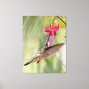 Liebling Fuchsia Hummingbird Leinwanddruck