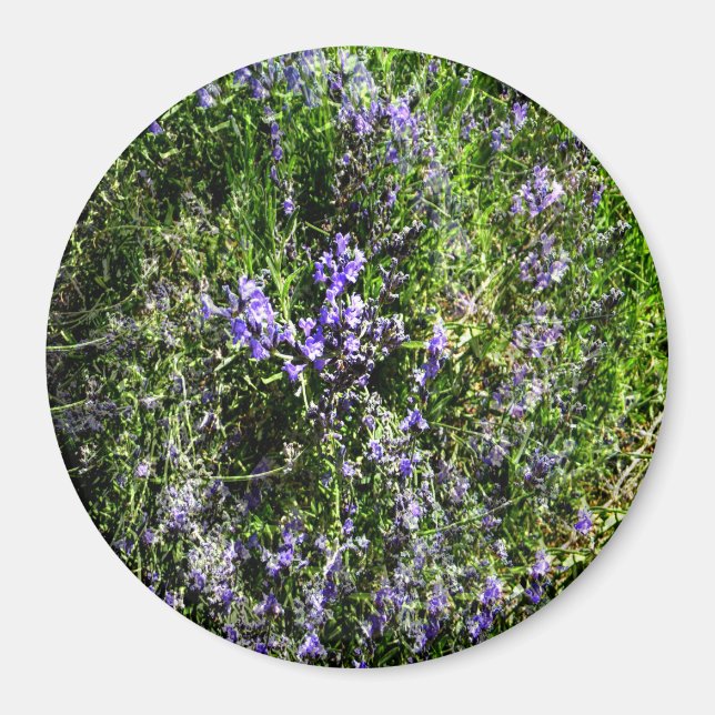 Lieblings-Lavendel...... Magnet (Vorne)