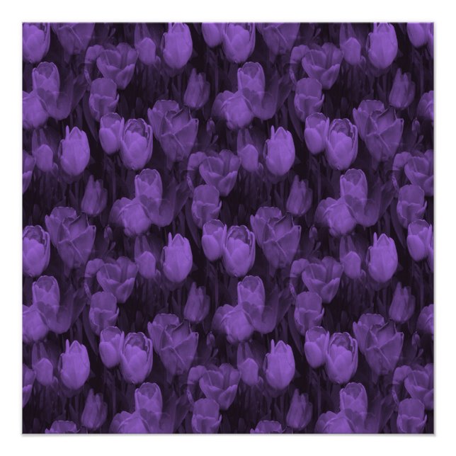 Lieblings-Lavendel... Poster (Vorderseite)