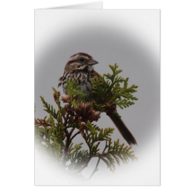 Lied-Vogel (Vorne)