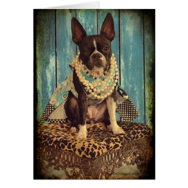 Lierre Boston Terrier (Devant)