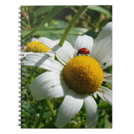 Lieveheersbeestje op margriet in de natuur. notizblock
