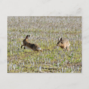 Lièvres bruns courant sur carte postale