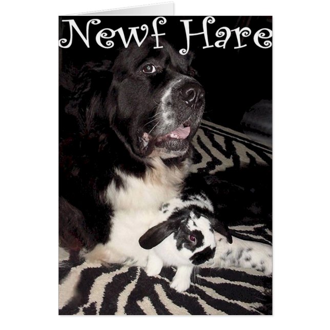 Lièvres de Newf (Devant)