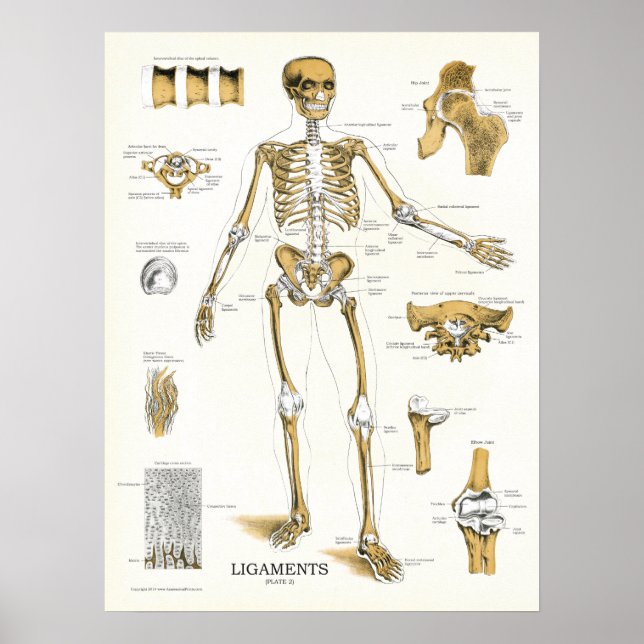 Ligaments und Gelenke Anatomie Poster (Vorne)