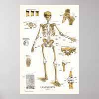 Ligaments und Gelenke Anatomie Poster 24 X 36