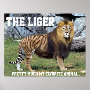 LIGER À PEU PRÈS MON AFFICHE ANIMALE PRÉFÉRÉE
