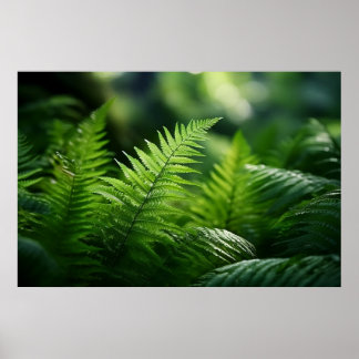 Light and Ferns Poster