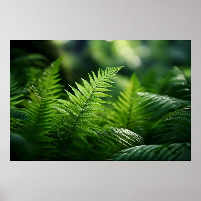 Light and Ferns  Poster (Vorne)