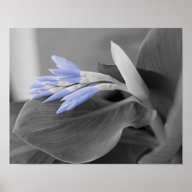 Light Blue Blume Buds Color Splash Foto Poster (Vorne)