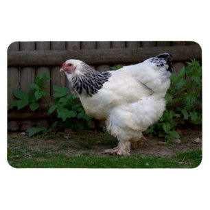 Light Brahma Hen Magnet