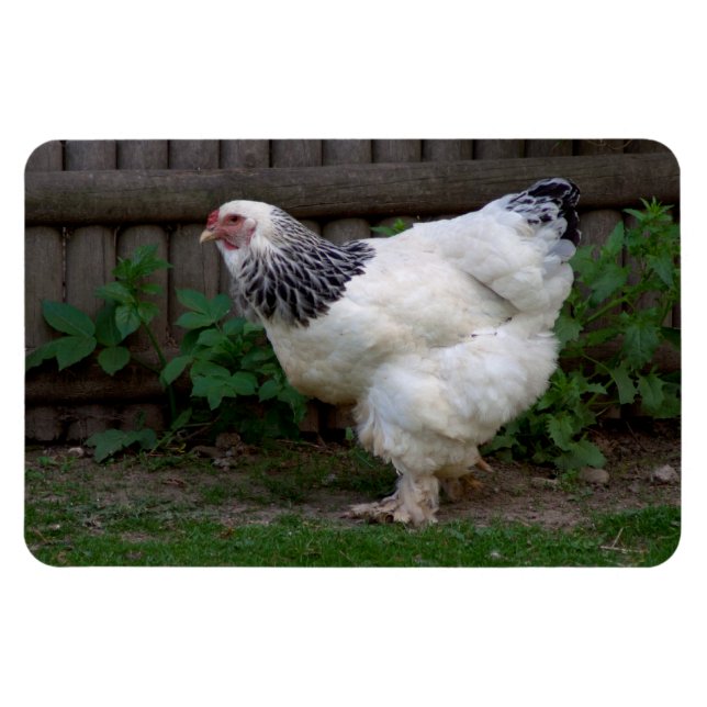 Light Brahma Hen Magnet (Horizontal)