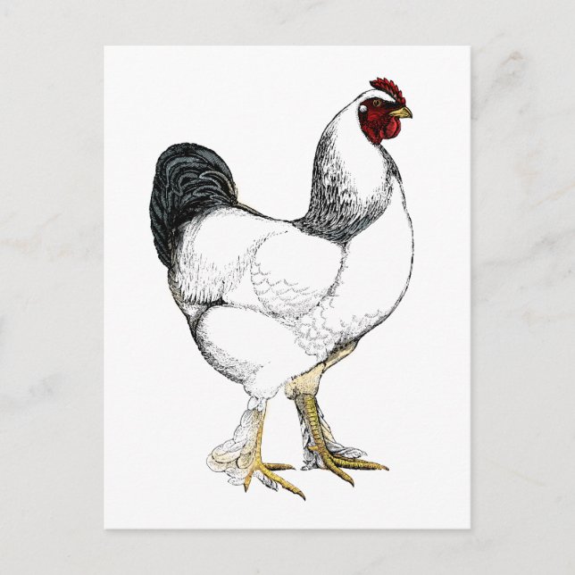 Light Brahma Rooster - Elegantes Vintages Huhn Postkarte (Vorderseite)