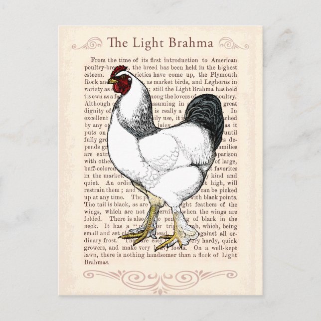 Light Brahma Rooster Vintag Country Classic Postkarte (Vorderseite)