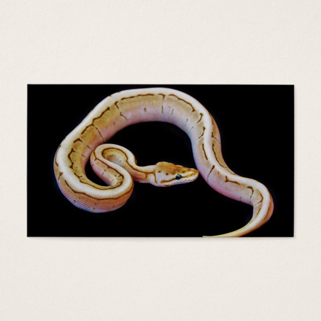 Light Colored Ball Python (Vorderseite)