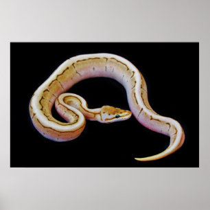 Light Colored Ball Python Poster