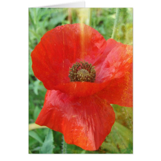 Light Leaks Red Poppy (Vorne)