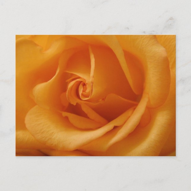 Light Orange Rose Postkarte (Vorderseite)