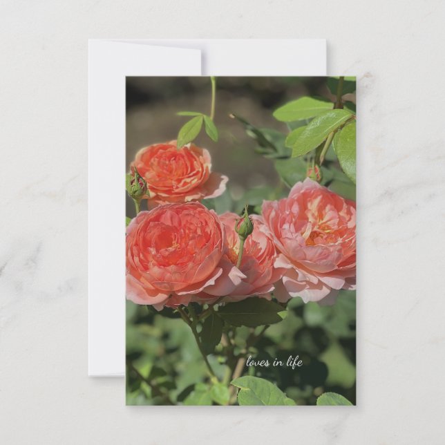 Light Peach Rose Mitteilungskarte (Vorderseite)