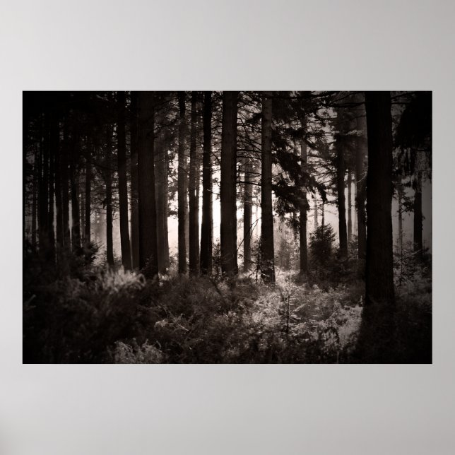 Light Shining Through a Dark Forest Poster (Vorne)