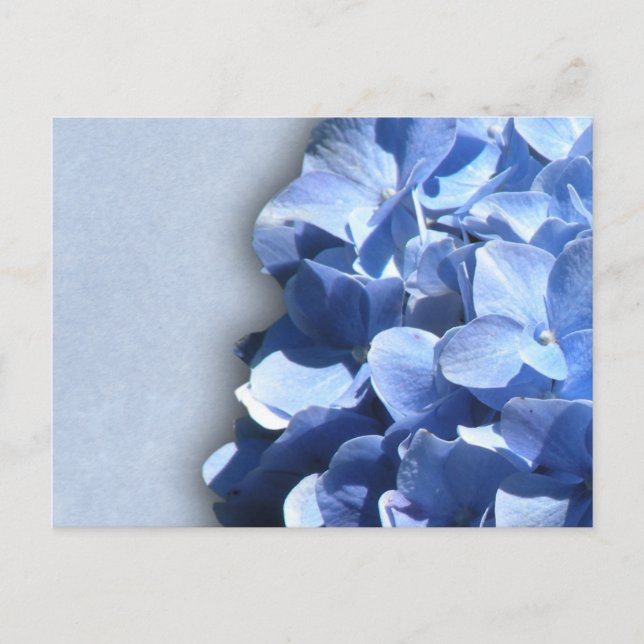 LIght und dunkelblaue Hydrangeas Postkarte (Vorderseite)