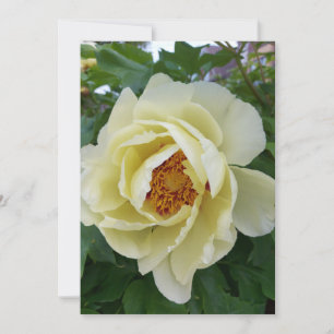 Light Yellow Peony Blume